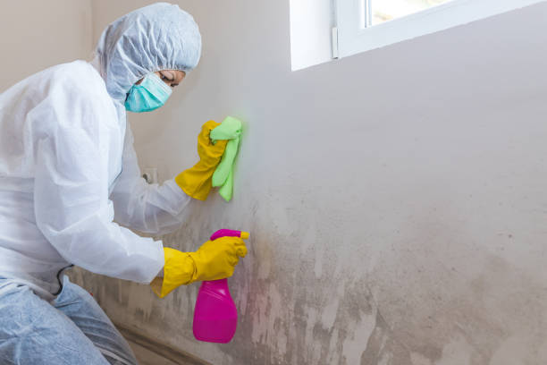 Best Water Damage & Mold Remediation  in Mammoth Spring, AR