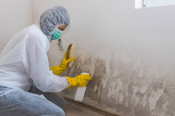 Best Mold Damage Restoration  in Mammoth Spring, AR