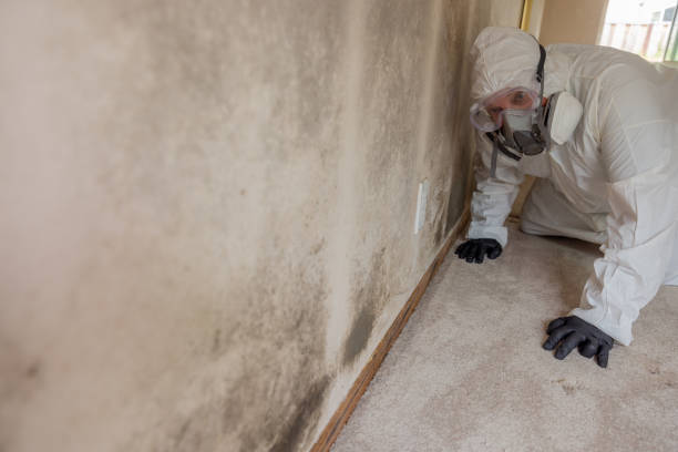 Best Basement Mold Removal  in Mammoth Spring, AR