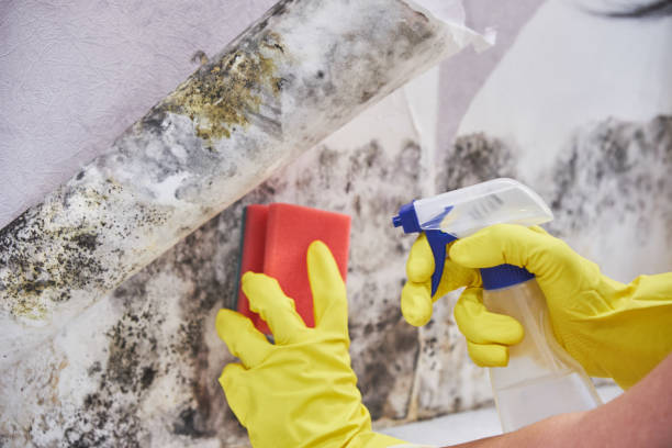 Mold Documentation for Insurance Claims in Mammoth Spring, AR